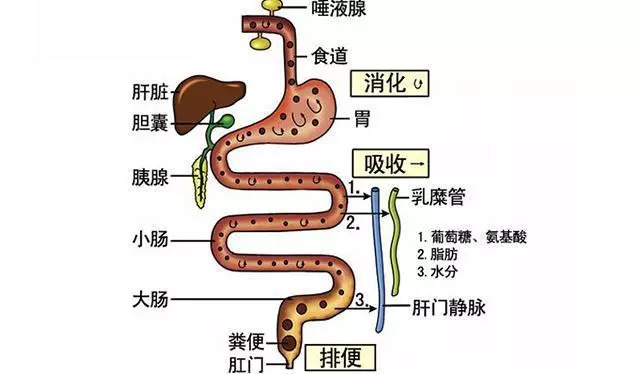 食物消化需要多久？MG文字動畫讓人秒懂消化過程！第1張圖片