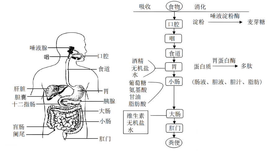 食物消化需要多久？MG文字动画让人秒懂消化过程！第2张图片