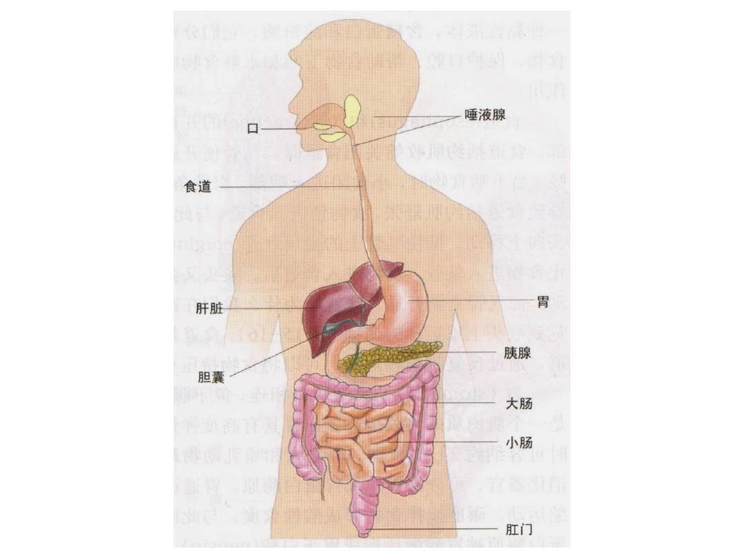 食物消化需要多久？MG文字動(dòng)畫讓人秒懂消化過程！第3張圖片