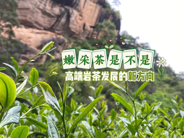 嫩采巖茶是什么？動畫創(chuàng)作來講給你聽！第3張圖片