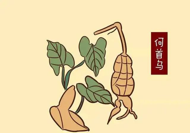 黑芝麻何首烏能讓白發(fā)變黑嗎？制作補(bǔ)品科普動(dòng)畫來(lái)辟第1張圖片