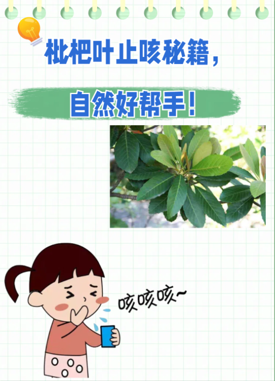 吃枇杷葉也才能止咳！制作藥效科普動畫來傳播科學(xué)第2張圖片