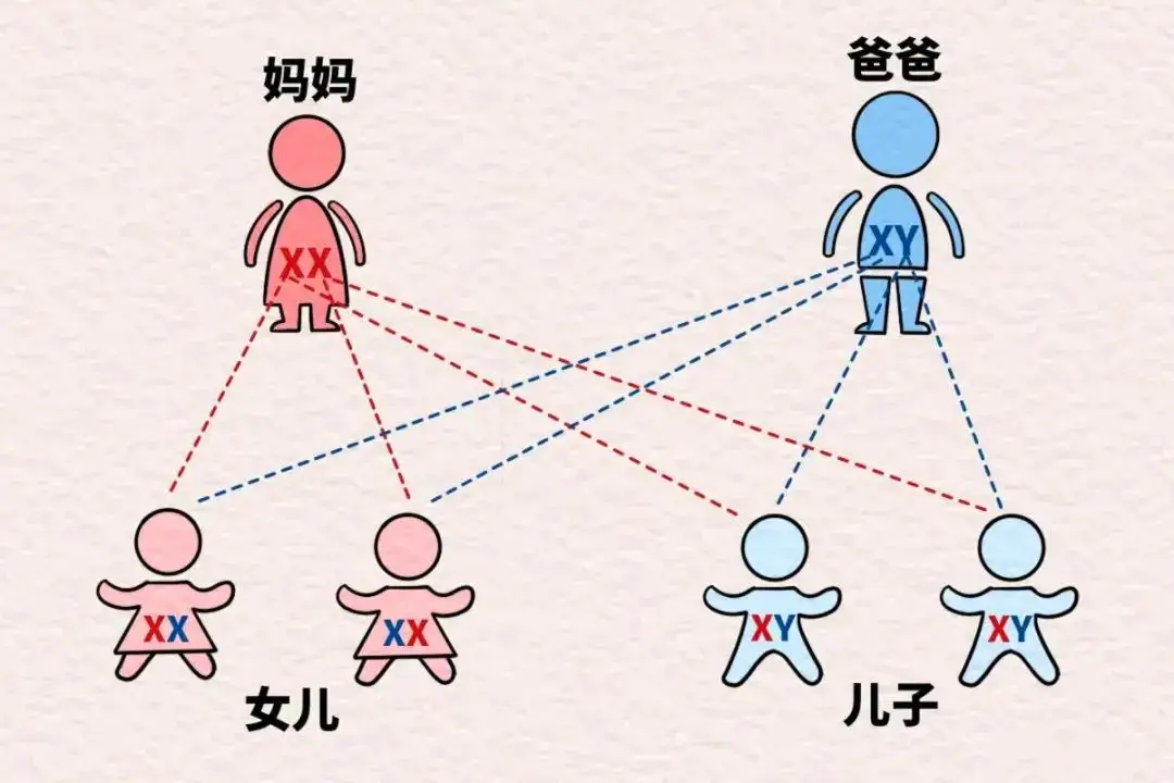 多喝“弱碱性水”影响生男生女？用mg视频小动画制作打破谣言第3张图片